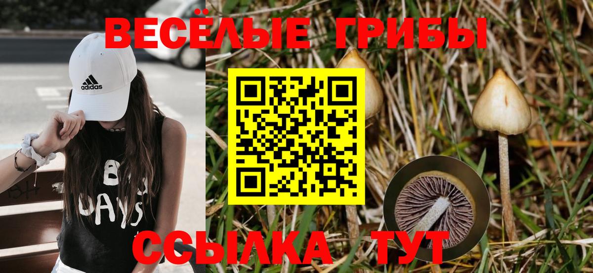 Галлюциногенные грибы прущие грибы  Вход с VPN  Губаха 
